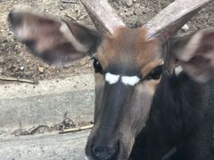 -清迈夜间动物园