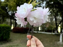-高东镇樱花园