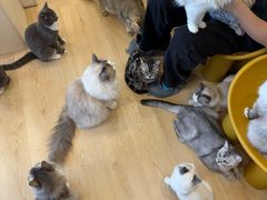 -有喵·猫咖·狗咖·30几只猫10只小狗(岗厦店)