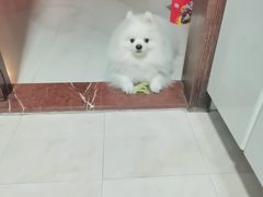 -乐琪宠物医院·犬猫专科·骨外科·急重症