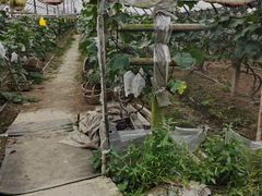 -马陆小张葡萄园农家乐