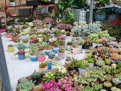 -金陵花卉交易市场