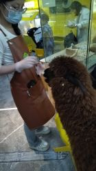 -神奇动物撸宠馆·羊驼·小浣熊·异宠(豫园店)