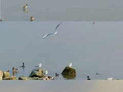 -深圳湾公园(南山区)