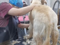 -宠福鑫康馨动物医院·骨科·眼科