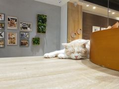 -藏猫猫咖啡主题馆(中央大道店)