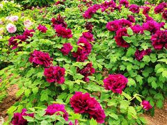 -曹州百花园
