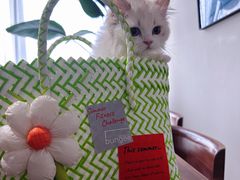 -momokira米努特·德文卷毛猫·棉花面纱犬