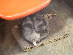 -猫咪博物馆(顶澳仔猫街店)