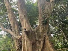 -中国科学院西双版纳热带植物园