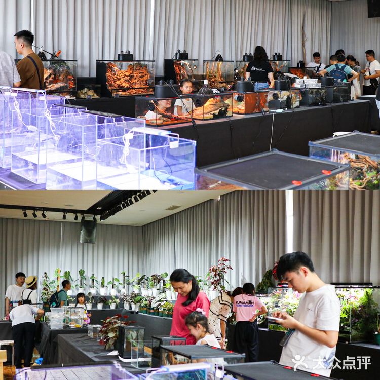 六一好去处 | 重庆首个超有意思的爬宠展🐸