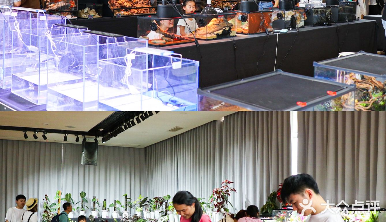 六一好去处 | 重庆首个超有意思的爬宠展🐸