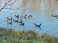-扬州大运河文化旅游度假区·盆景园