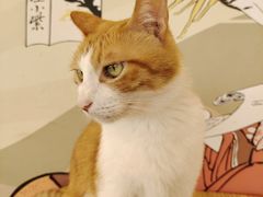 -Let's go狗咖·猫咖·奶狗·桌游(春熙路IFS店)