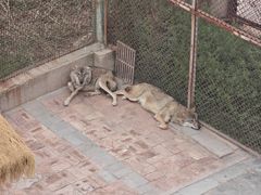 -青藏高原野生动物园