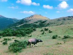 -大姆山草场