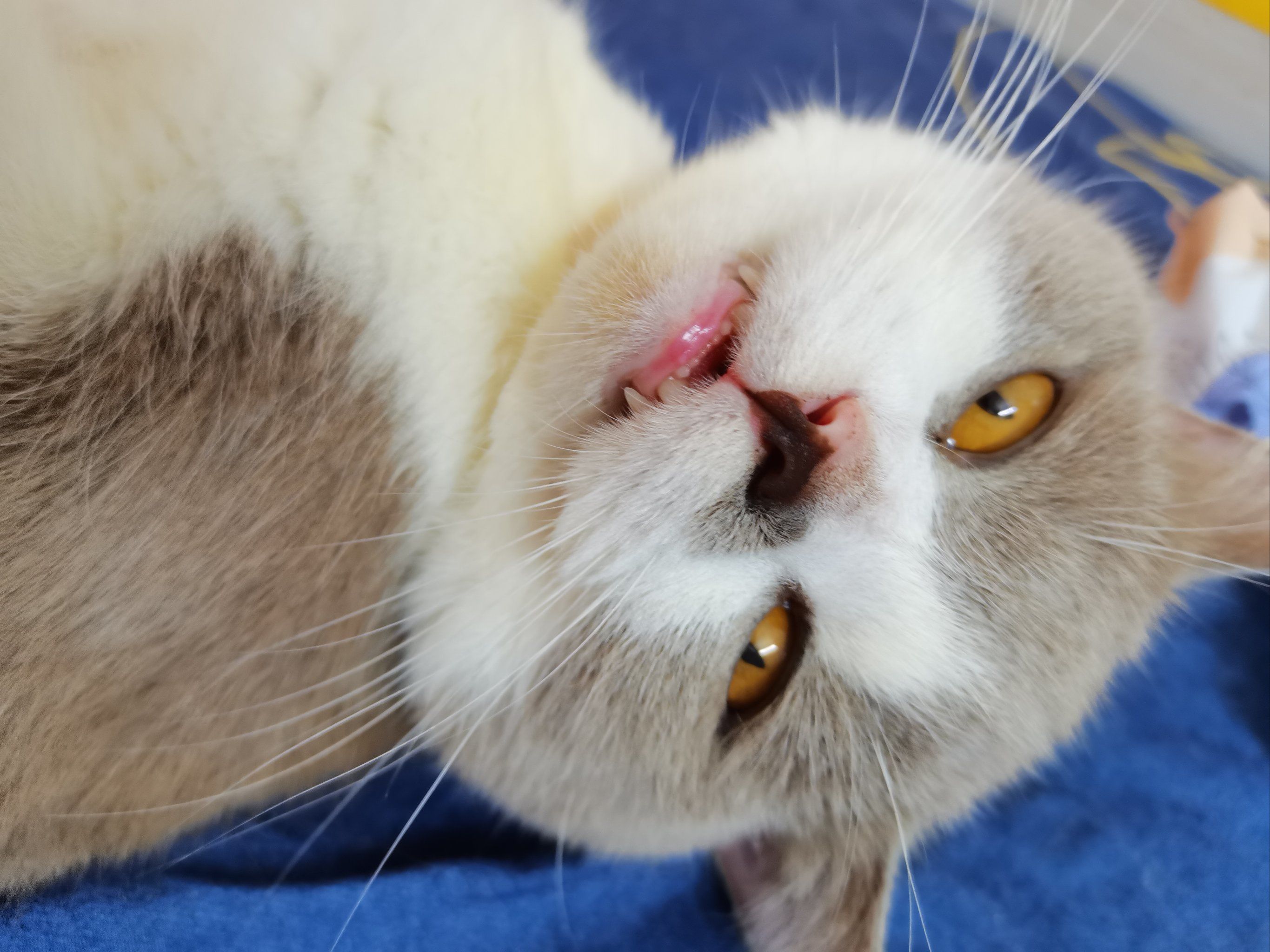 迷糊小肉仔的大眼瞪小眼!🐈🐈