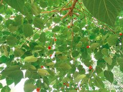 -北京大学(昌平校区)