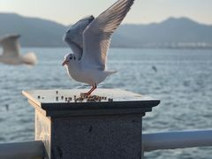 -海埂大坝