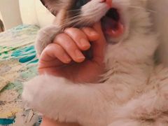 -Bastet sally猫舍购宠(静安店)
