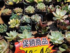 -朝来春花卉市场