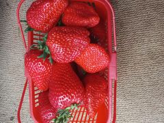 -胜丰草莓采摘园