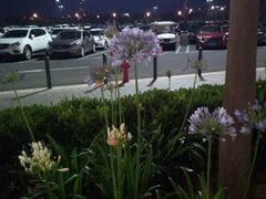 -棒约翰比萨·意面(松江开元店)