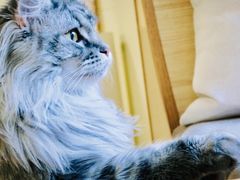 -猫和宫(六道口店)