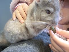 -藦茜花园宠物主题亲子互动体验馆(国顺东路店)
