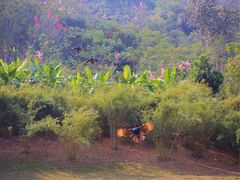 -西双版纳勐泐文化旅游区