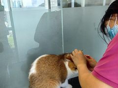 -爱洗澡的猫(望京店)