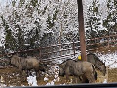 -济南野生动物世界