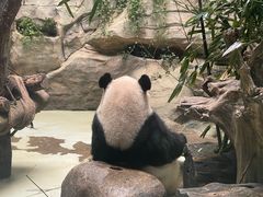-都江堰中华大熊猫苑