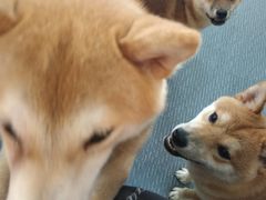 -柴源莊·柴小宠柴犬咖啡