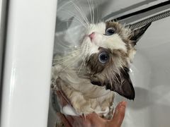 -PETKIT小佩宠物·低压洗护(国顺东路店)