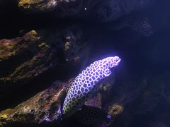 -暹罗海洋世界