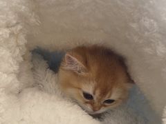 -德元·美联众合24小时动物医院(总院)