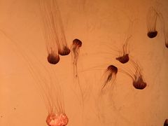 -沈阳海洋探索中心