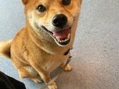 -顺强宠物诊所·狂犬免疫·夜诊·骨科(嘉定店)