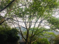 -羚羊峡古栈道森林公园
