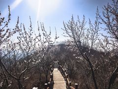 -大岭沟猕猴桃谷风景区
