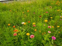 -野鸭湖国家湿地公园