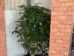 -浅深Cheersum(曹杨店)