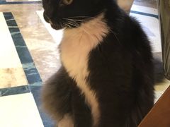-猫色咖啡·猫咖