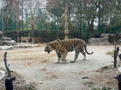 -上海野生动物园老虎餐厅