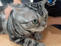 -有喵·猫咖·狗咖·30几只猫10只小狗(岗厦店)