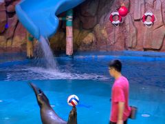 -烟台海昌鲸鲨海洋公园