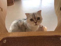 -飞行喵MR PILOT|猫舍·猫咖(静安大融城店)