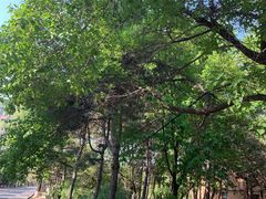 -吉林大学(南岭校区)