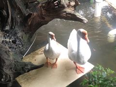 -优之名鹅城